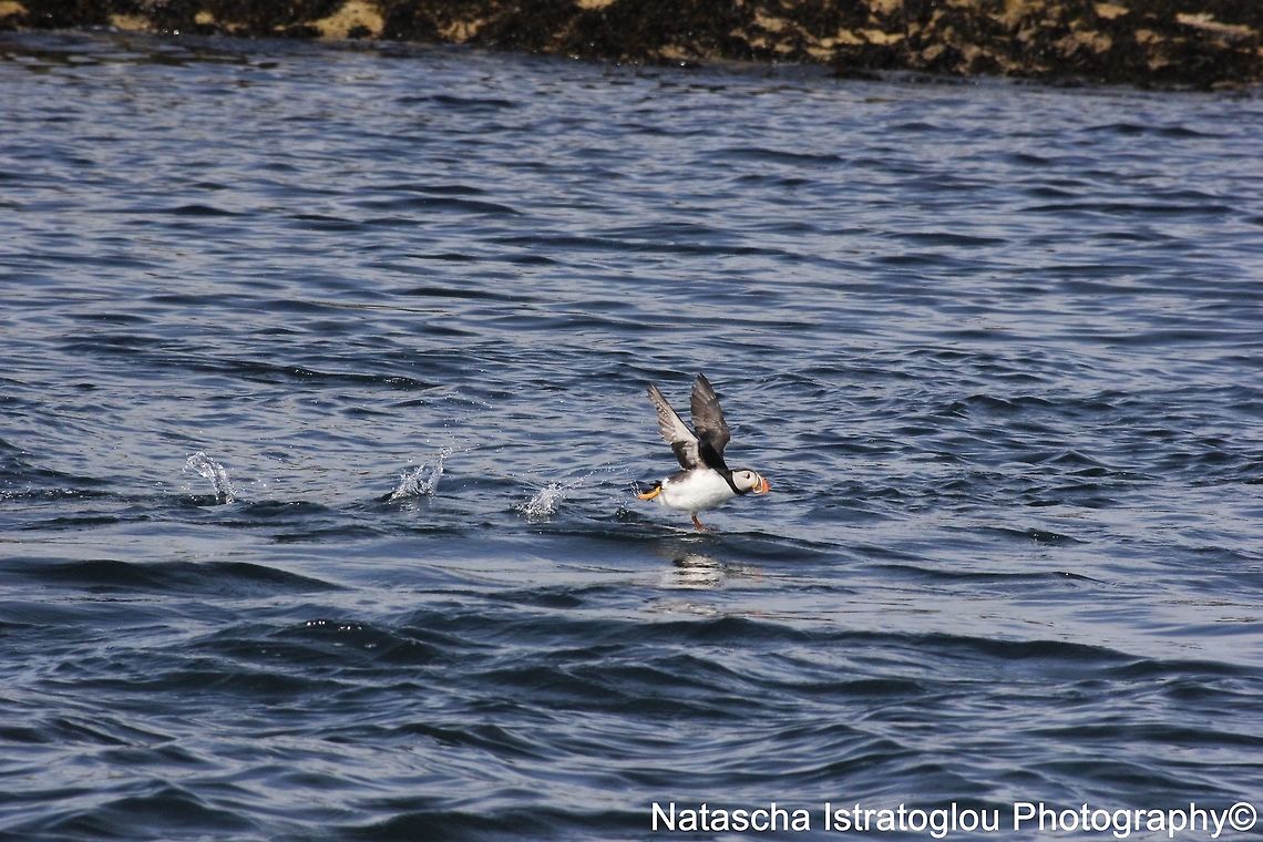 Puffin Farne Islands,<br />
Northumberland,<br />
08/05/2015 Atlantic Puffin,Fratercula arctica