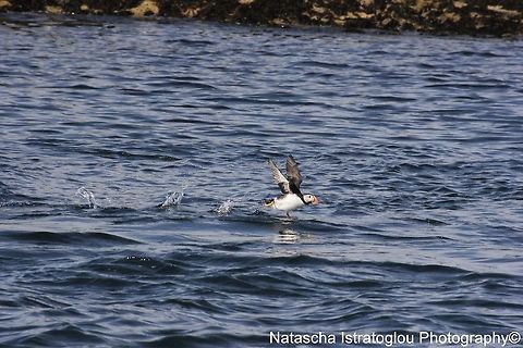 Puffin Farne Islands,
Northumberland,
08/05/2015 Atlantic Puffin,Fratercula arctica