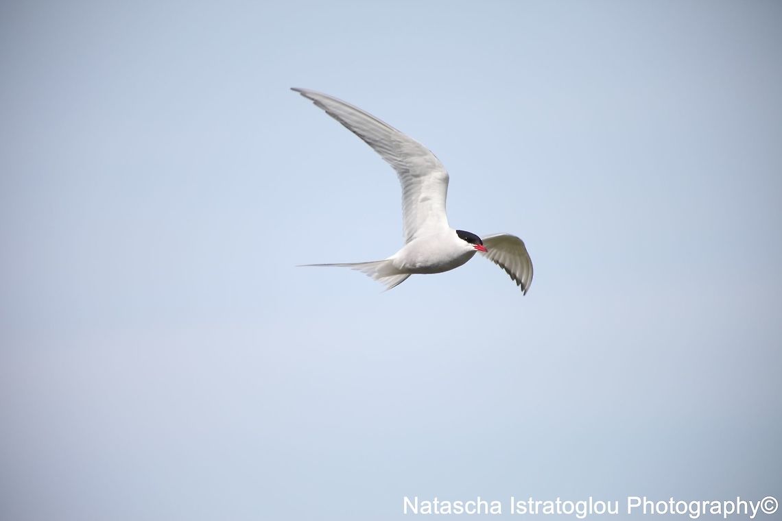 Common Tern Farne Islands,<br />
Northumberland,<br />
08/05/2015 Common Tern,Sterna hirundo