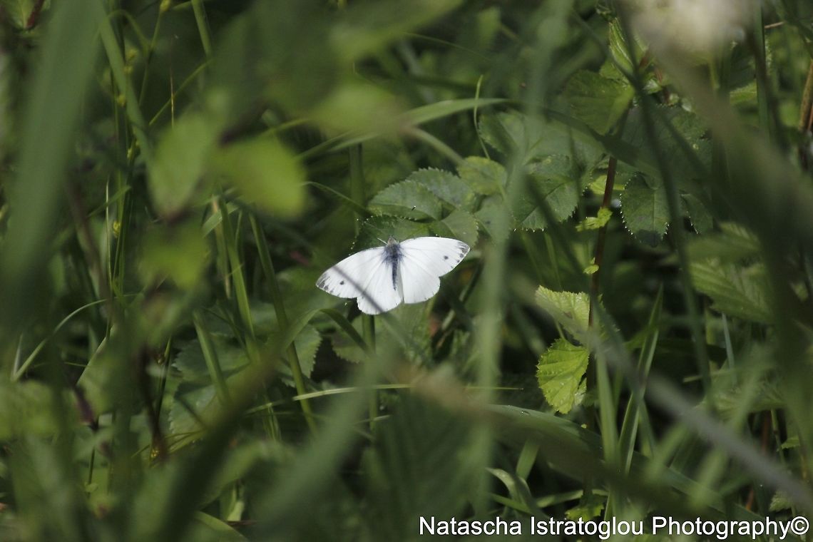 Small White Butterfly RSPB Leighton Moss,<br />
Lancashire,<br />
20/07/2015 Green-veined White,Pieris napi,small white