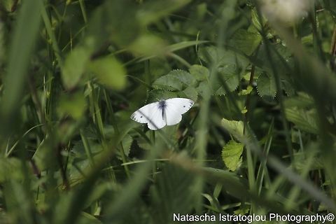 Small White Butterfly RSPB Leighton Moss,
Lancashire,
20/07/2015 Green-veined White,Pieris napi,small white