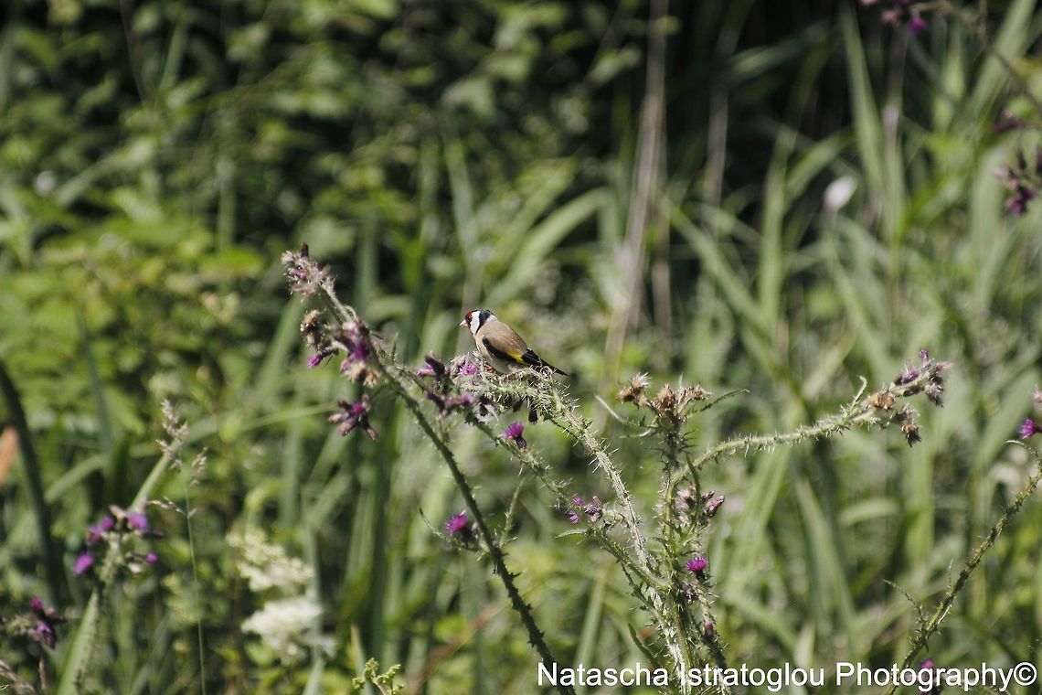 Goldfinch RSPB Leighton Moss,<br />
Lancashire,<br />
20/07/2015 Carduelis carduelis,European Goldfinch,goldfinch