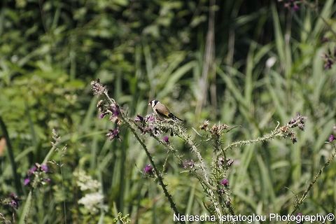 Goldfinch RSPB Leighton Moss,
Lancashire,
20/07/2015 Carduelis carduelis,European Goldfinch,goldfinch
