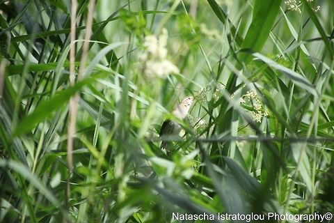 Sedge Warbler RSPB Leighton Moss,
Lancashire,
20/07/2015 Acrocephalus schoenobaenus,Sedge Warbler