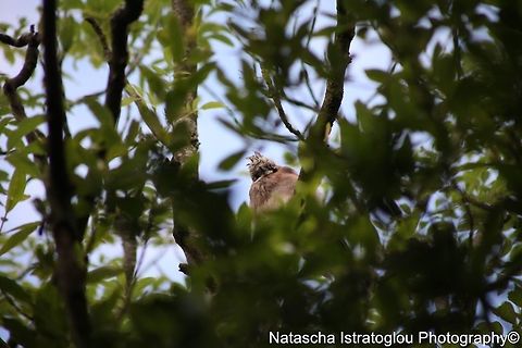 Jay RSPB Leighton Moss,
Lancashire,
20/07/2015 Eurasian Jay,Garrulus glandarius