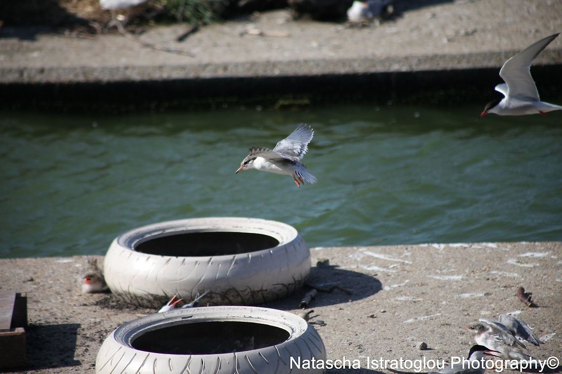 Common Tern Chick Preston Docks,<br />
Lancashire,<br />
04/07/2015 Common Tern,Sterna hirundo