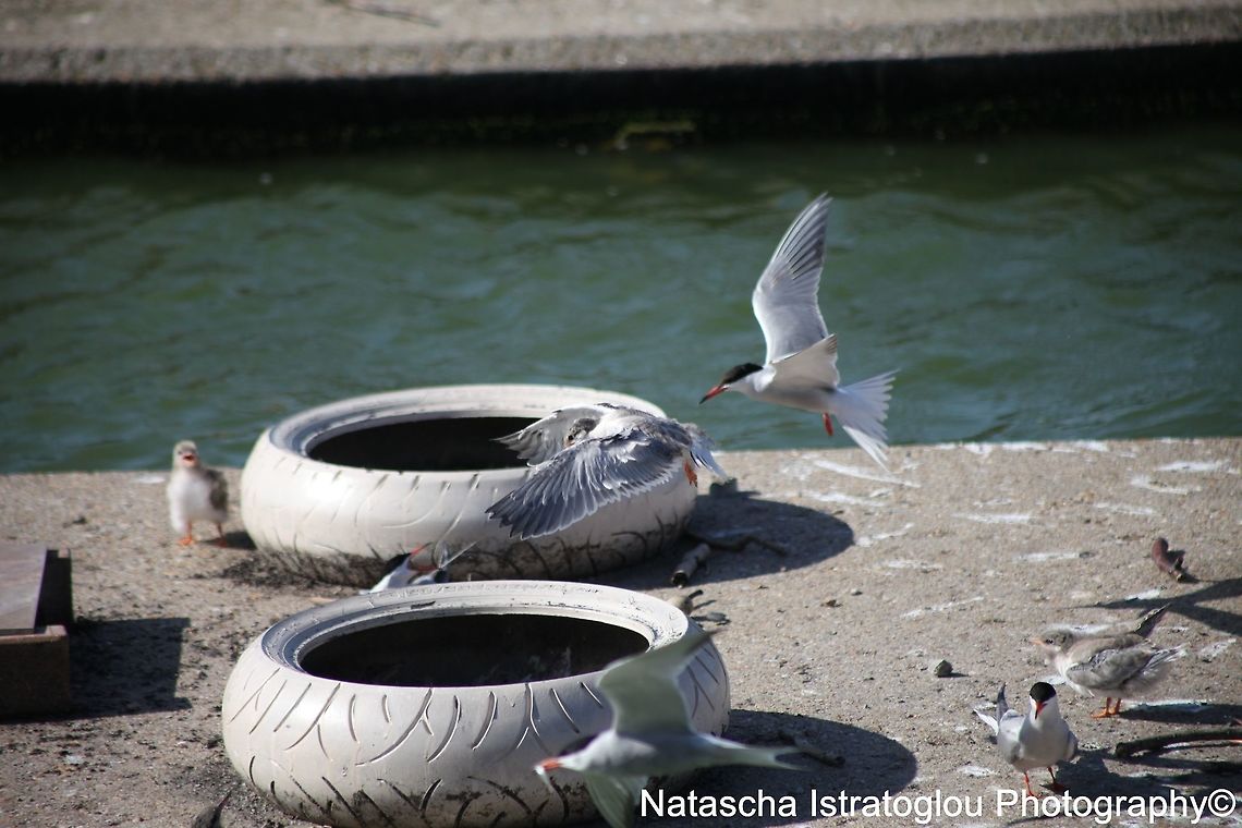 Common Tern Preston Docks,<br />
Lancashire,<br />
04/07/2015 Common Tern,Sterna hirundo
