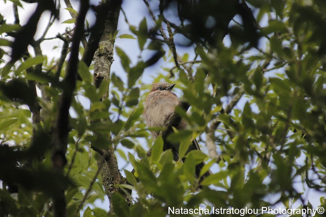 Jay RSPB Leighton Moss,<br />
Lancashire,<br />
20/07/2015 Eurasian Jay,Garrulus glandarius