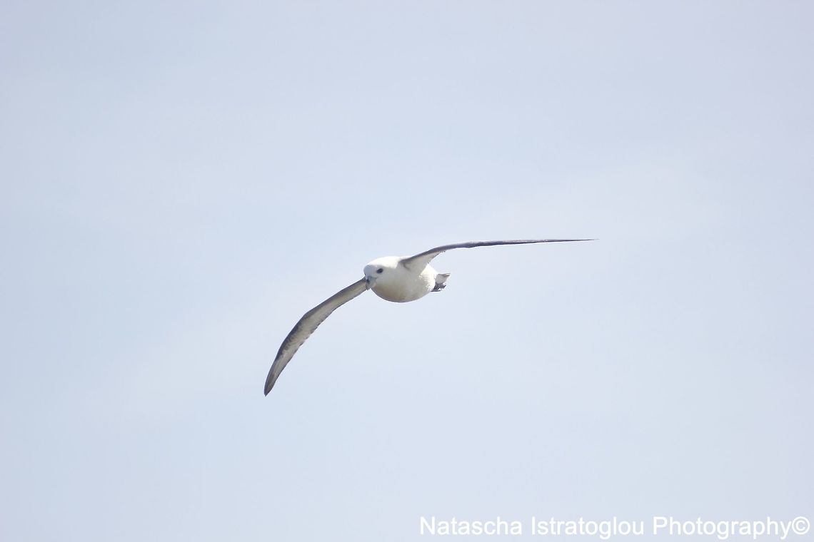 Fulmar Holy Island,<br />
Lindisfarne,<br />
13/08/2015 Fulmar,Fulmaris glacialis,Northern fulmar