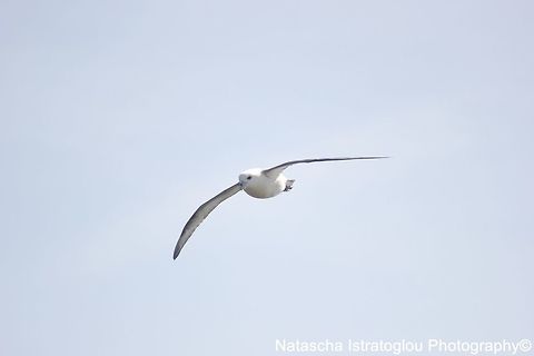 Fulmar Holy Island,
Lindisfarne,
13/08/2015 Fulmar,Fulmaris glacialis,Northern fulmar