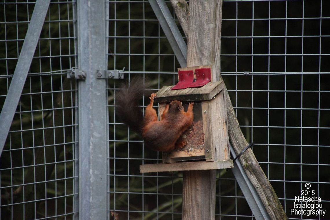 Red Squirrel Woodhorn,<br />
Northumberland,<br />
11/10/2015 Red Squirrel,Sciurus vulgaris