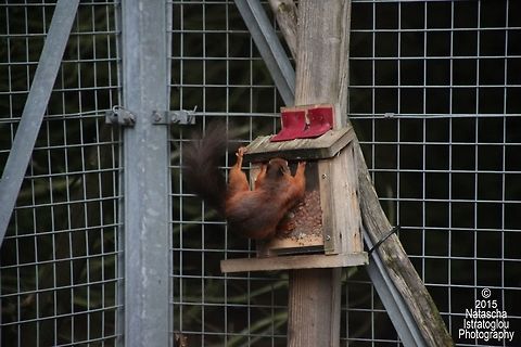 Red Squirrel Woodhorn,
Northumberland,
11/10/2015 Red Squirrel,Sciurus vulgaris