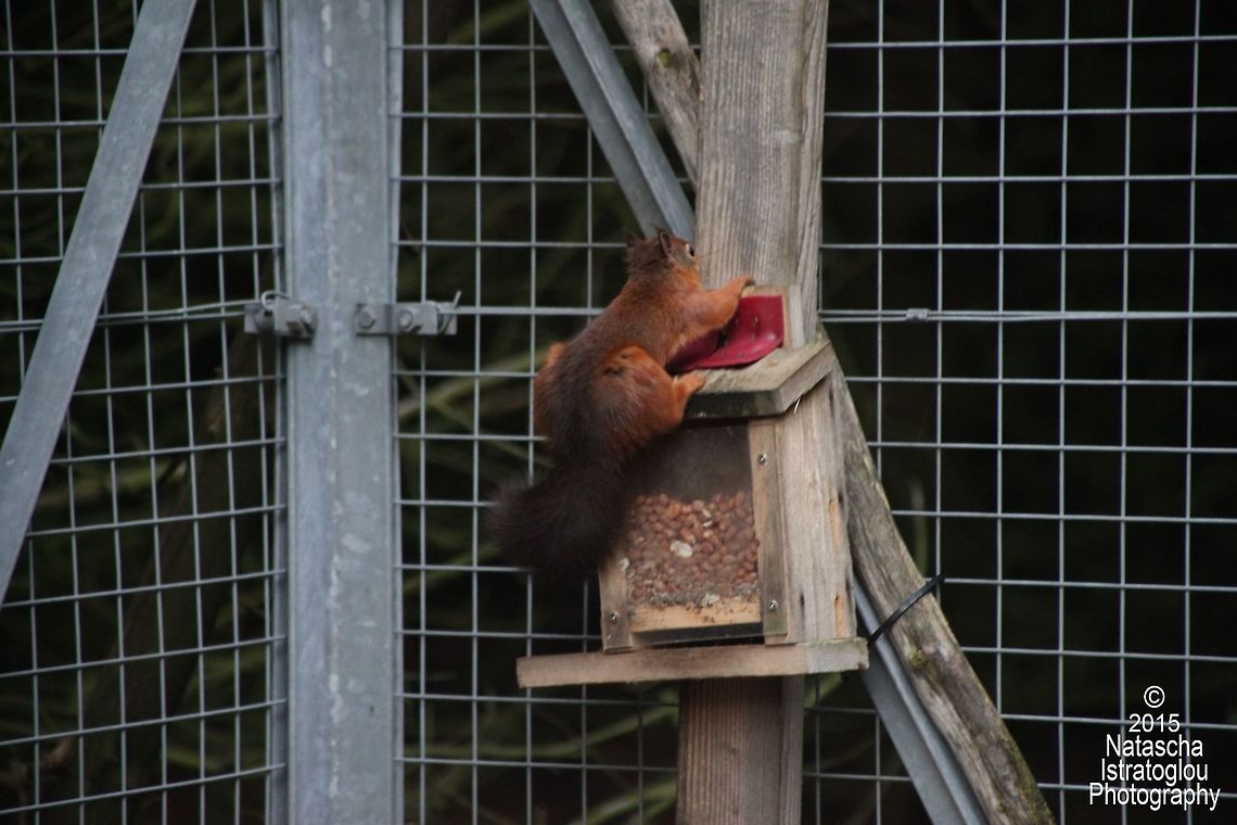 Red Squirrel Woodhorn,<br />
Northumberland,<br />
11/10/2015 Red Squirrel,Sciurus vulgaris
