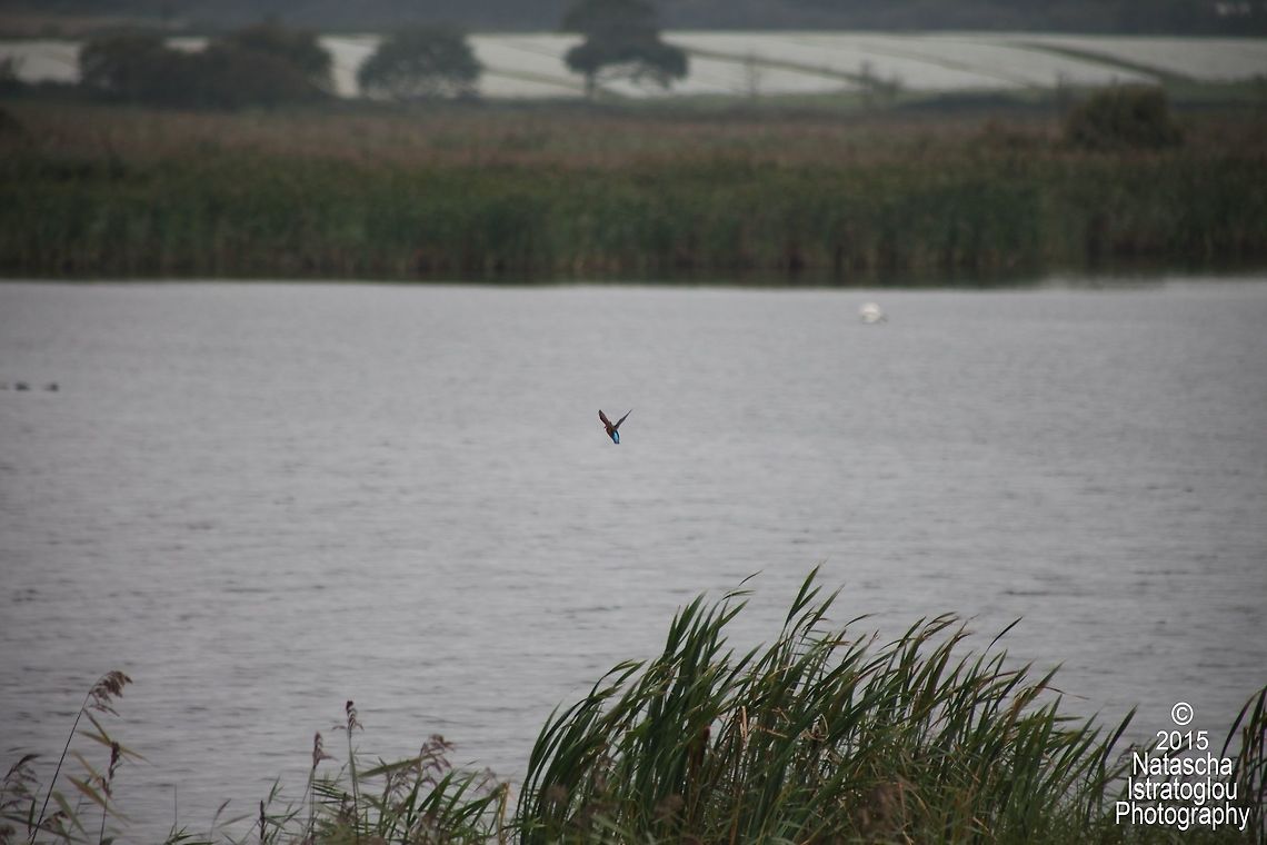 Kingfisher RSPB Minsmere,<br />
Suffolk,<br />
06/10/2015 Alcedo atthis,Common Kingfisher,Kingfisher