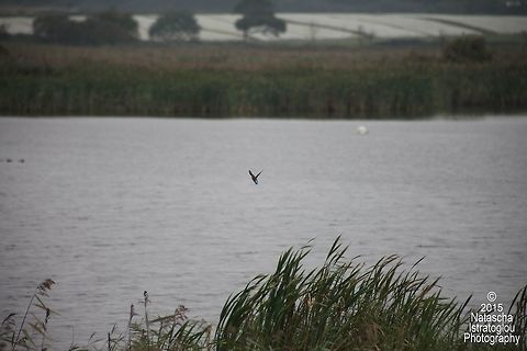 Kingfisher RSPB Minsmere,
Suffolk,
06/10/2015 Alcedo atthis,Common Kingfisher,Kingfisher