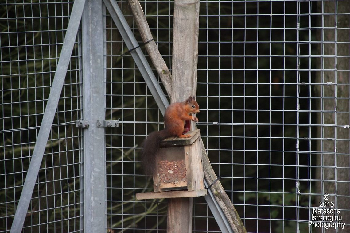 Red Squirrel Woodhorn,<br />
Northumberland,<br />
11/10/2015 Red Squirrel,Sciurus vulgaris