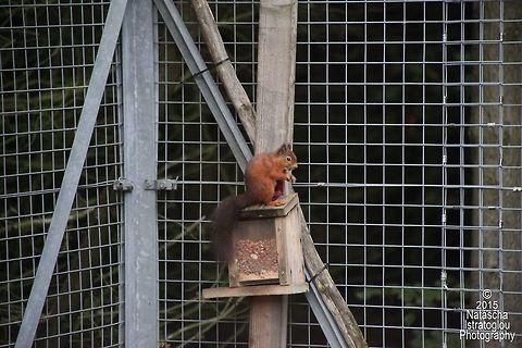 Red Squirrel Woodhorn,
Northumberland,
11/10/2015 Red Squirrel,Sciurus vulgaris