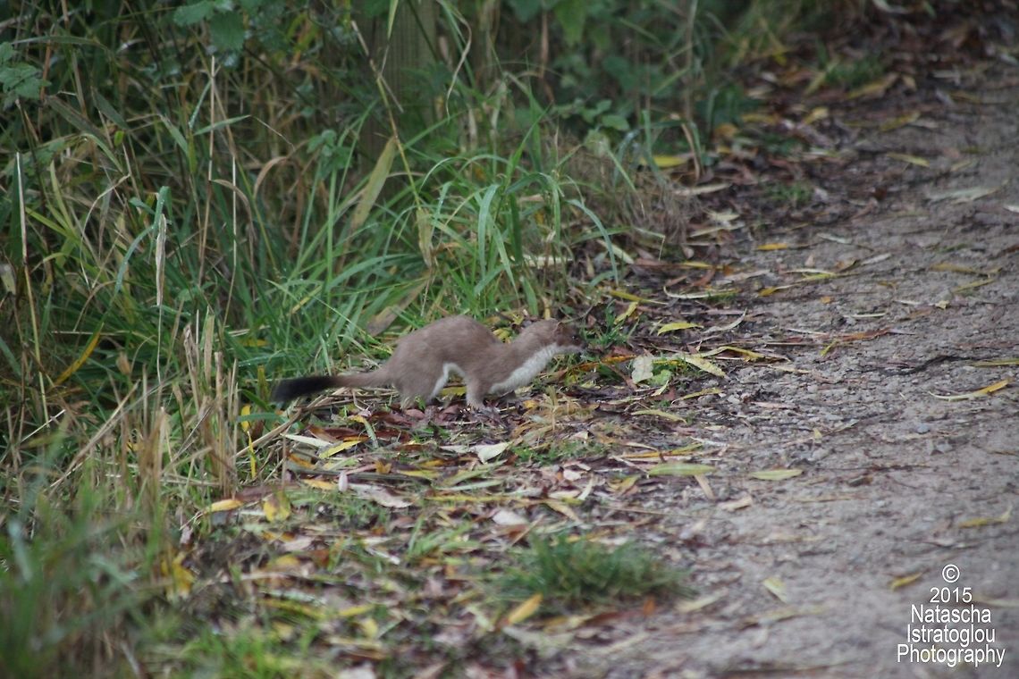 Stoat RSPB Leighton Moss,<br />
Lancashire,<br />
25/10/2015 Mustela erminea,Stoat,stoat