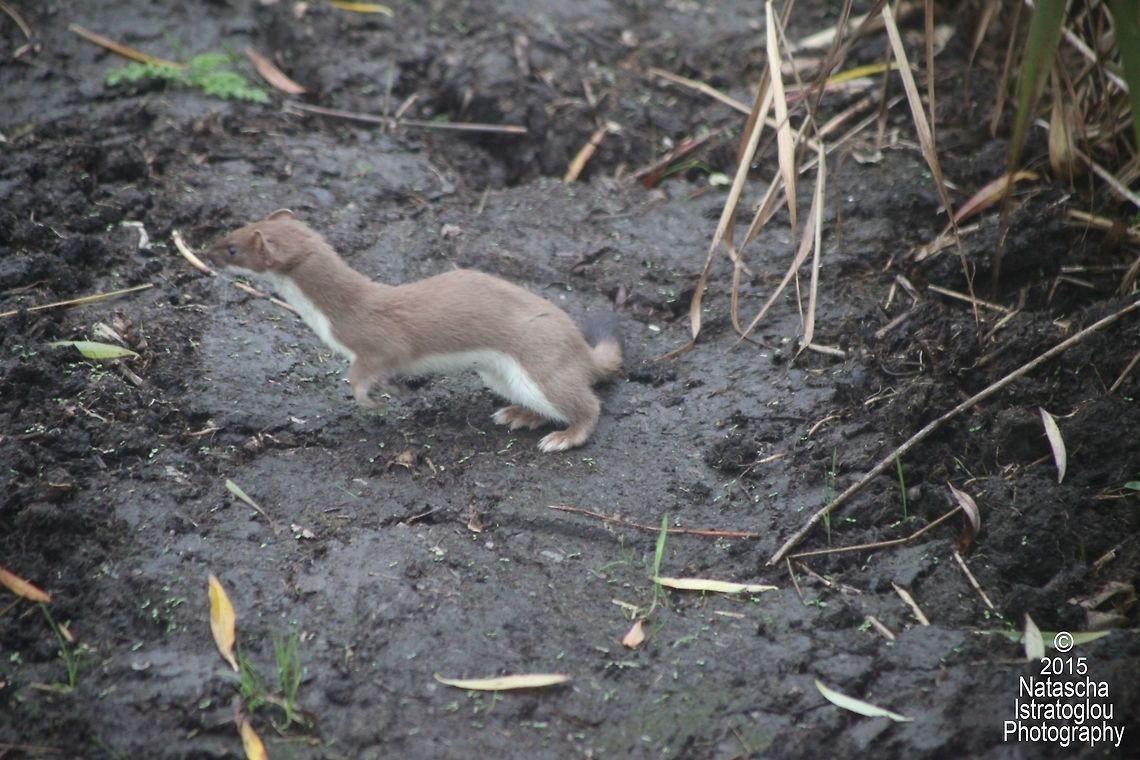 Stoat RSPB Leighton Moss,<br />
Lancashire,<br />
25/10/2015 Mustela erminea,Stoat,stoat