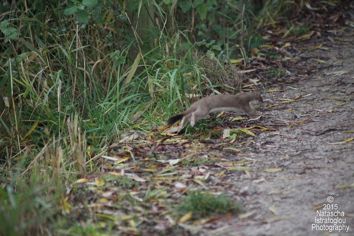 Stoat RSPB Leighton Moss,<br />
Lancashire,<br />
25/10/2015 Mustela erminea,Stoat,stoat