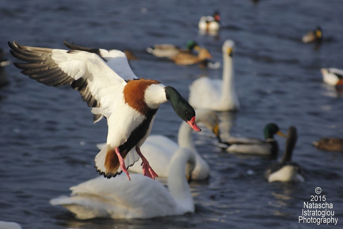 Shelduck WWT Martin Mere,<br />
Lancashire,<br />
22/11/2015 Common Shelduck,Shelduck,Tadorna tadorna