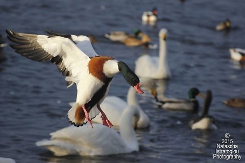Shelduck WWT Martin Mere,
Lancashire,
22/11/2015 Common Shelduck,Shelduck,Tadorna tadorna