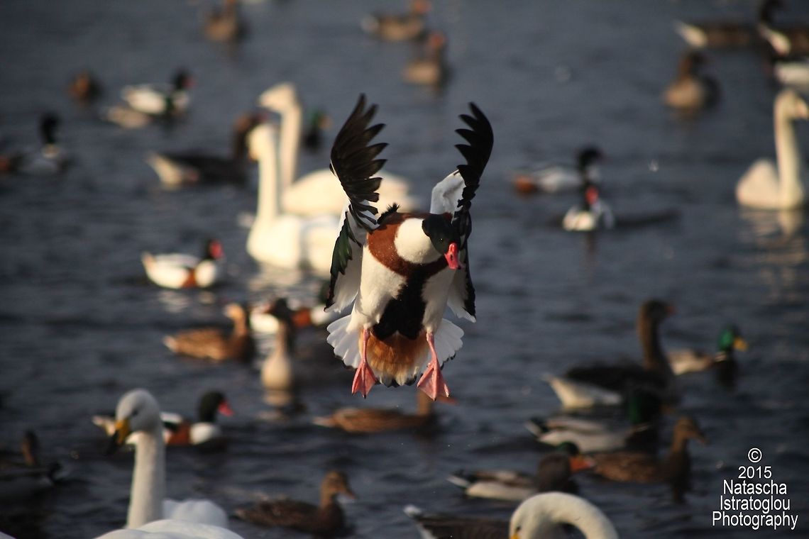 Shelduck WWT Martin Mere,<br />
Lancashire,<br />
22/11/2015 Common Shelduck,Shelduck,Tadorna tadorna