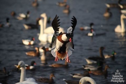 Shelduck WWT Martin Mere,
Lancashire,
22/11/2015 Common Shelduck,Shelduck,Tadorna tadorna