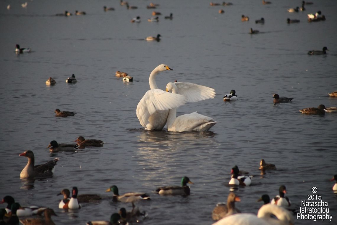Whooper Swans WWT Martin Mere,<br />
Lancashire,<br />
22/11/2015 Cygnus cygnus,Whooper swan