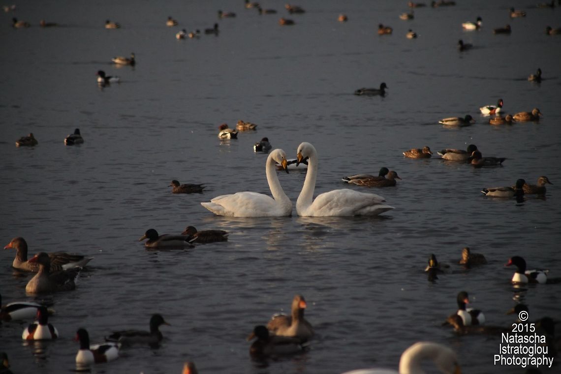 Whooper Swans WWT Martin Mere,<br />
Lancashire,<br />
22/11/2015 Cygnus cygnus,Whooper swan