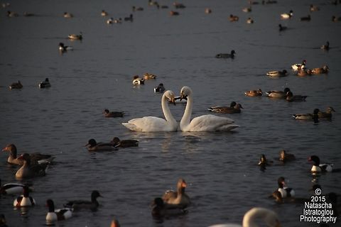 Whooper Swans WWT Martin Mere,
Lancashire,
22/11/2015 Cygnus cygnus,Whooper swan