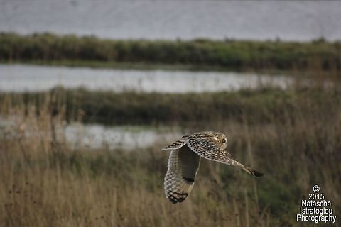 Short Eared Owls Whitley Bay,
Tyneside,
06/12/15 Asio flammeus,Short Eared Owl