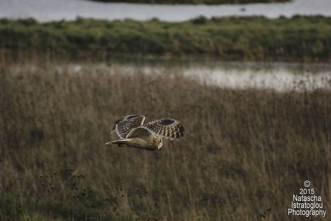 Short Eared Owls Whitley Bay,<br />
Tyneside,<br />
06/12/15 Asio flammeus,Short Eared Owl