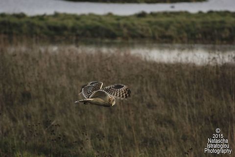 Short Eared Owls Whitley Bay,
Tyneside,
06/12/15 Asio flammeus,Short Eared Owl