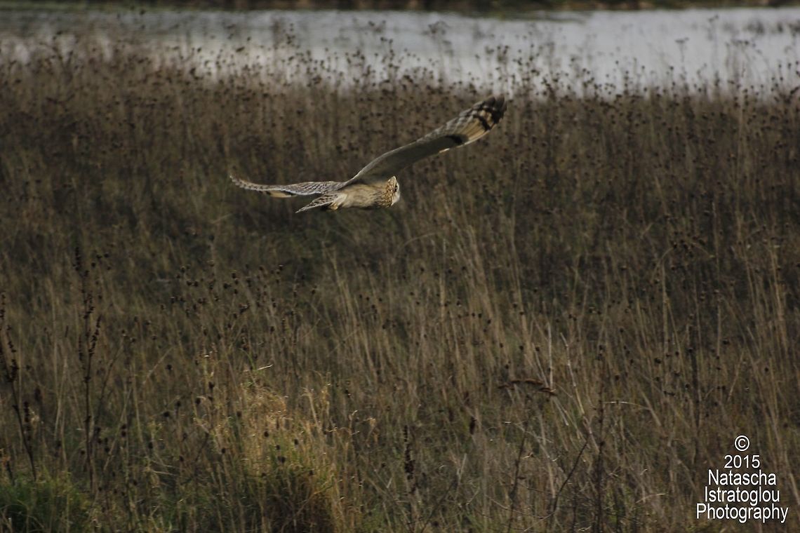 Short Eared Owls Whitley Bay,<br />
Tyneside,<br />
06/12/15 Asio flammeus,Short Eared Owl