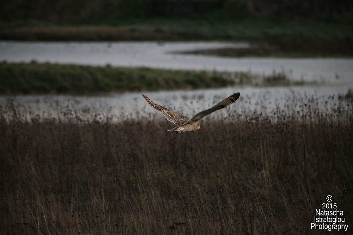 Short Eared Owls Whitley Bay,<br />
Tyneside,<br />
06/12/15 Asio flammeus,Short Eared Owl