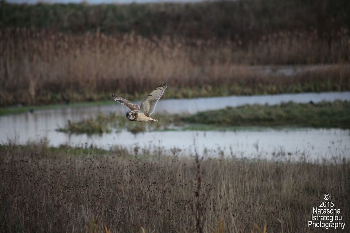 Short Eared Owls Whitley Bay,<br />
Tyneside,<br />
06/12/15 Asio flammeus,Short Eared Owl