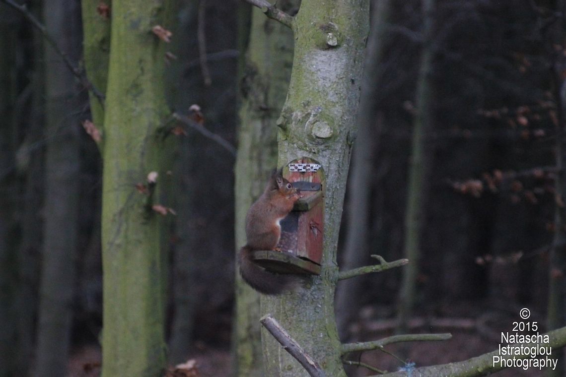 Red Squirrel Woodhorn Museum,<br />
Northumberland,<br />
22/12/2015 Red Squirrel,Sciurus vulgaris