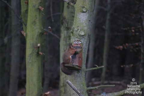 Red Squirrel Woodhorn Museum,
Northumberland,
22/12/2015 Red Squirrel,Sciurus vulgaris