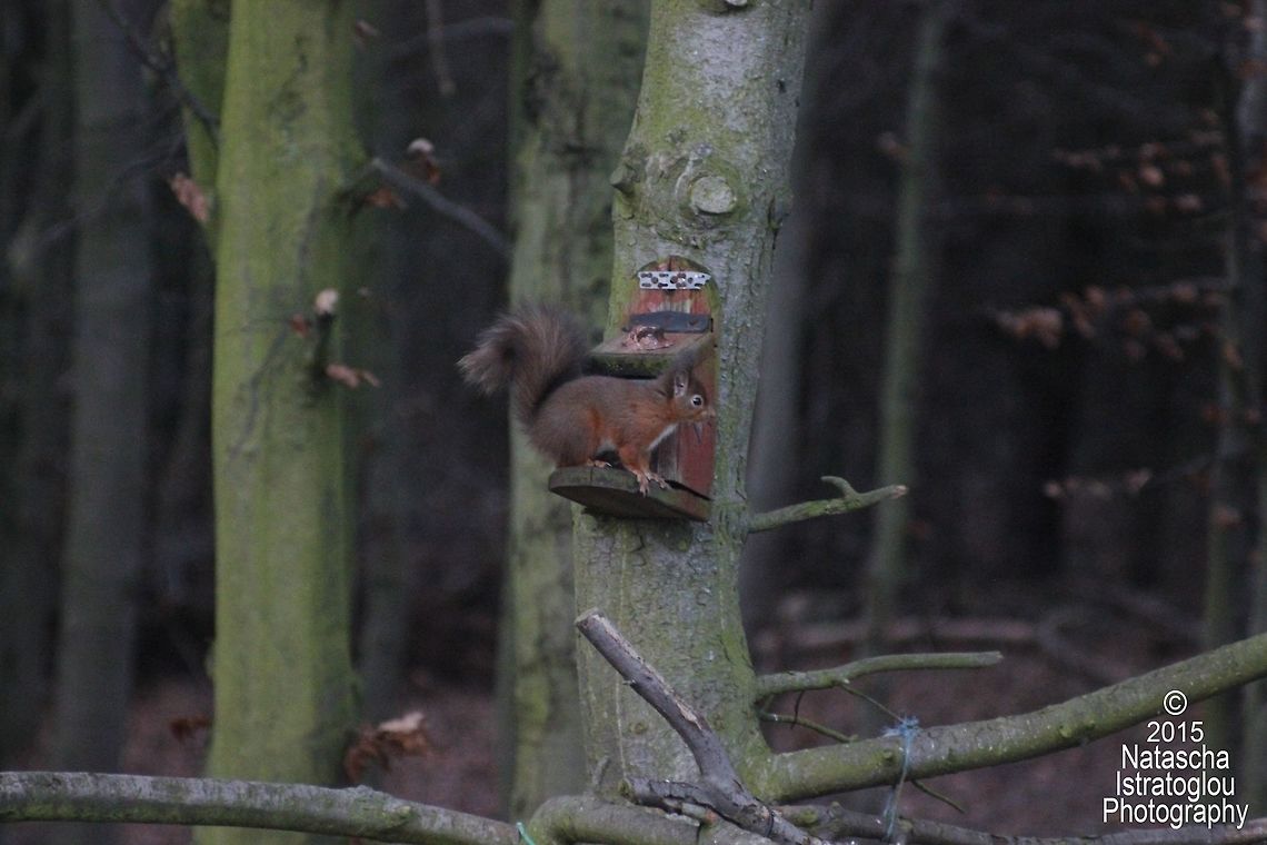 Red Squirrel Woodhorn Museum,<br />
Northumberland,<br />
22/12/2015 Red Squirrel,Sciurus vulgaris