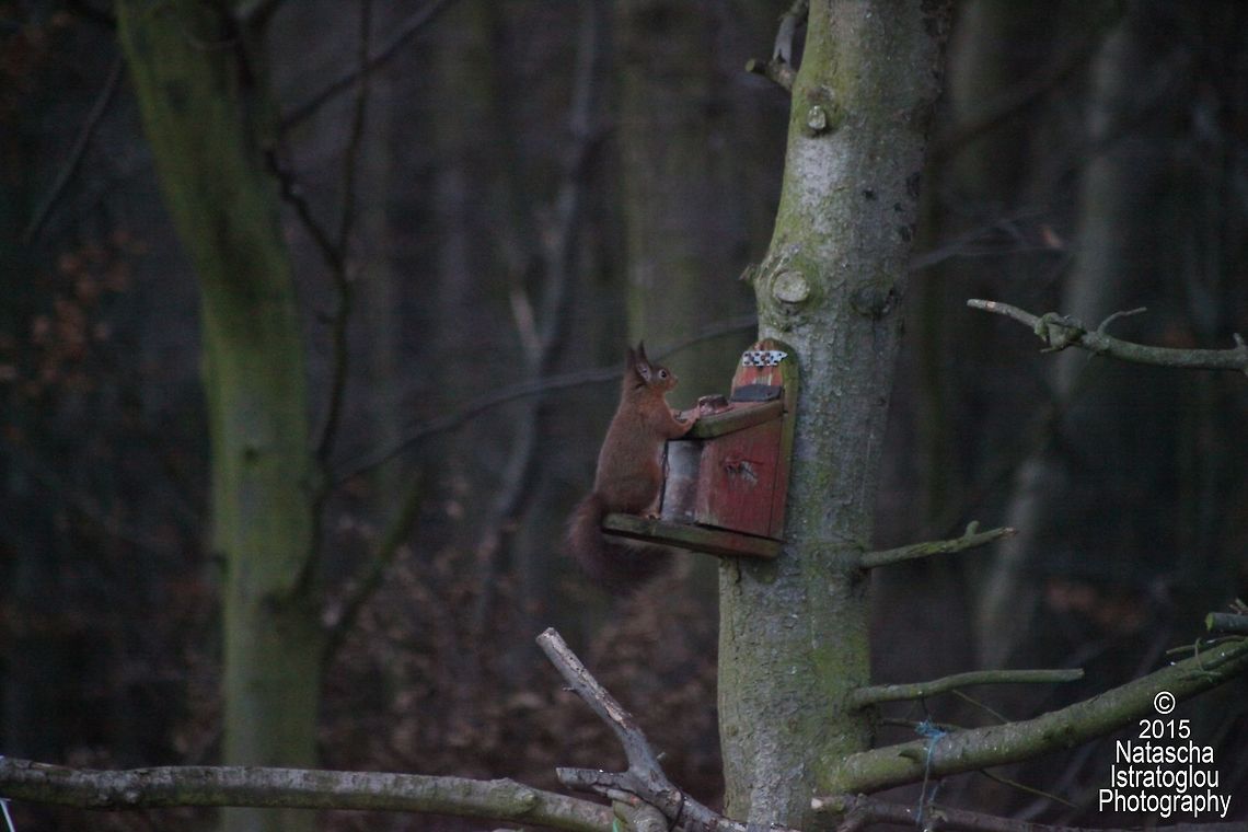 Red Squirrel Woodhorn Museum,<br />
Northumberland,<br />
22/12/2015 Red Squirrel,Sciurus vulgaris
