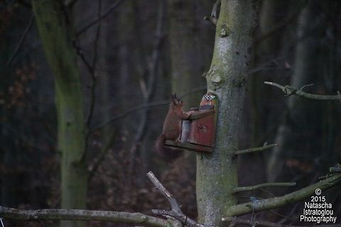 Red Squirrel Woodhorn Museum,
Northumberland,
22/12/2015 Red Squirrel,Sciurus vulgaris