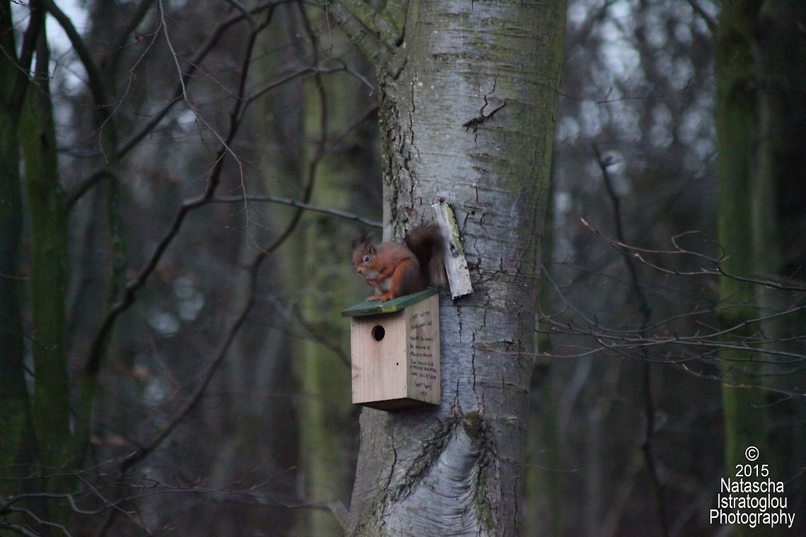 Red Squirrel Woodhorn Museum,<br />
Northumberland,<br />
22/12/2015 Red Squirrel,Sciurus vulgaris