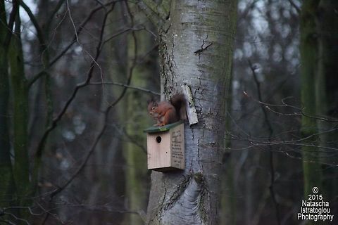 Red Squirrel Woodhorn Museum,
Northumberland,
22/12/2015 Red Squirrel,Sciurus vulgaris