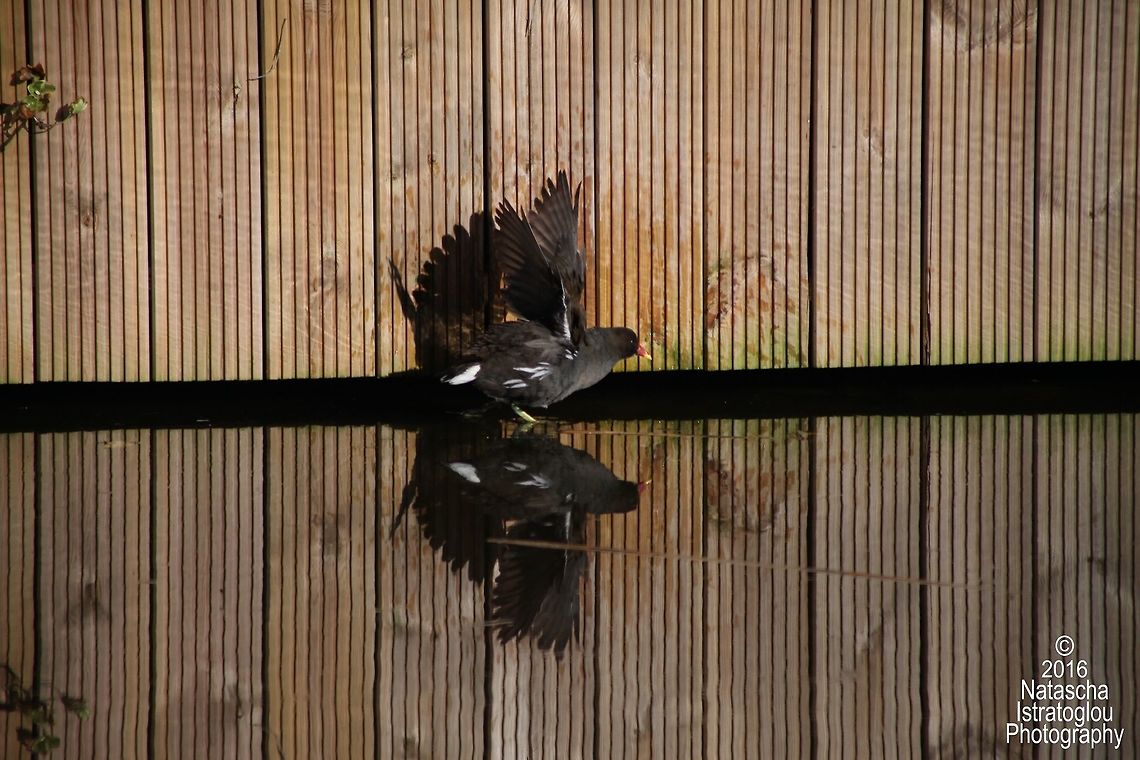Moorhen Natural Light Reflections,<br />
Lancaster Canal,<br />
Preston,<br />
18/02/2016 Common Moorhen,Gallinula chloropus,moorhen