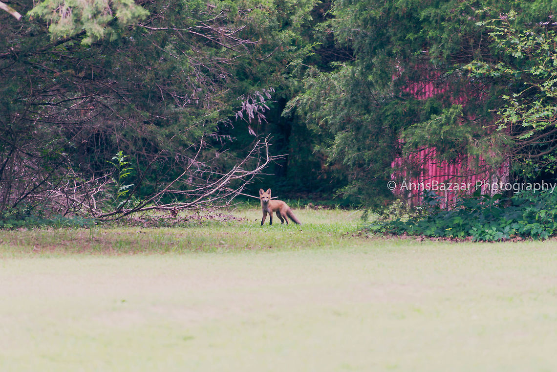 Fox A fox near right off our property. I believe this is the oldest male of family of five living near by in refuge. We have seen him numerous times. On one occasion we saw him running off with another adult fox and three smaller ones Red Fox,Vulpes vulpes