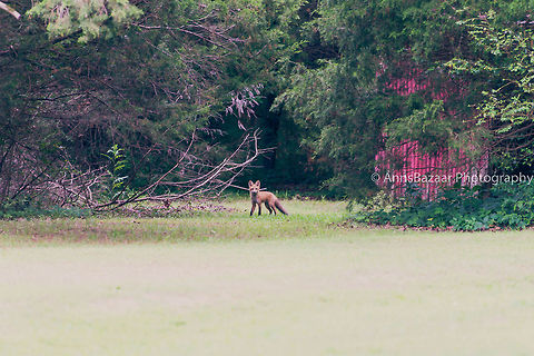 Fox A fox near right off our property. I believe this is the oldest male of family of five living near by in refuge. We have seen him numerous times. On one occasion we saw him running off with another adult fox and three smaller ones Red Fox,Vulpes vulpes