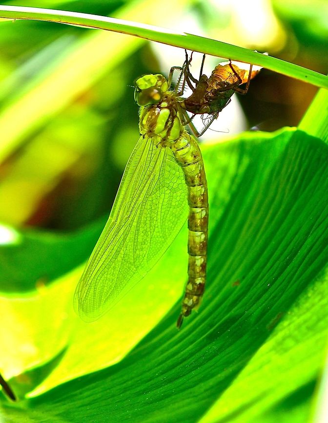 emerging dragonfly  Aeshna cyanea,Southern Hawker