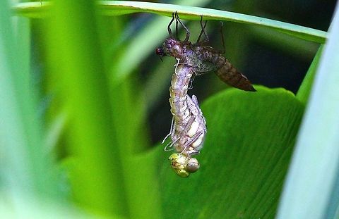 emerging dragonfly  Aeshna cyanea,Geotagged,Southern Hawker,United Kingdom