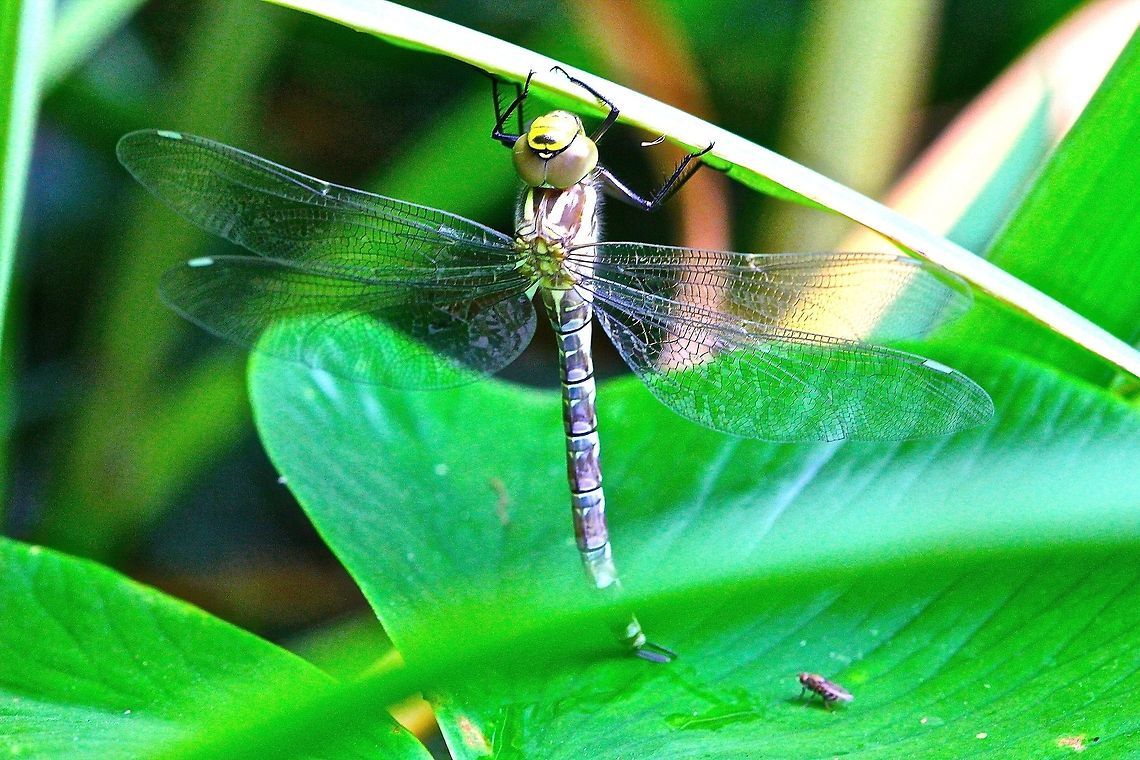 New dragonfly A newly emerged Southern Hawker? Dragonfly waiting for its delicate wings to dry before flying for the first time. Aeshna cyanea,Geotagged,Southern Hawker,United Kingdom